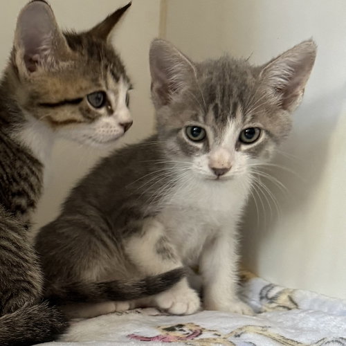 Gooseberry, a cat for adoption from Oakland Animal Services