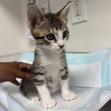 Elderberry, a cat for adoption from Oakland Animal Services