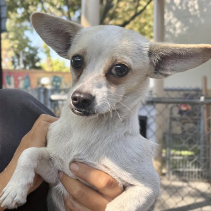 Finn, a dog for adoption from Oakland Animal Services