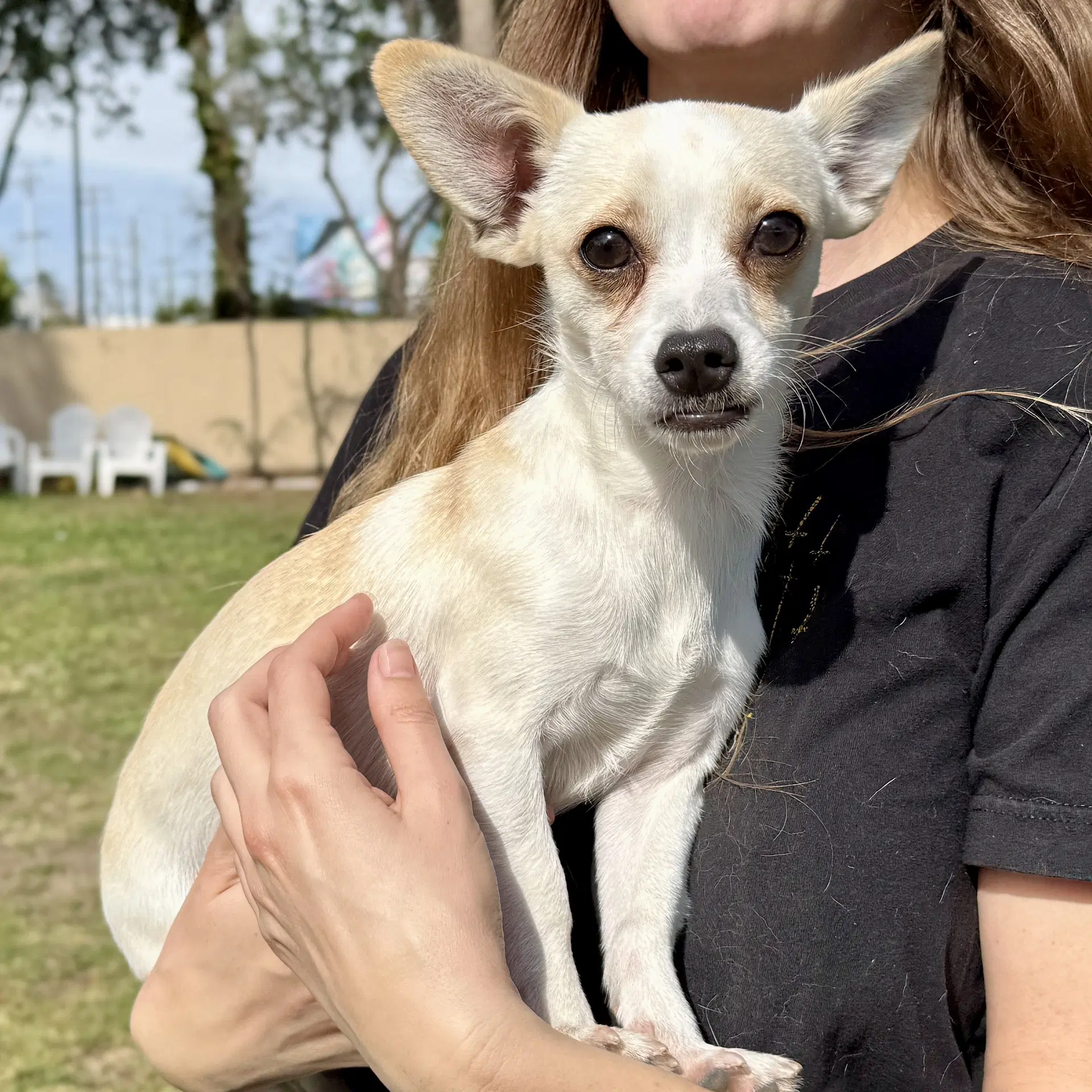 Finn - Chihuahua