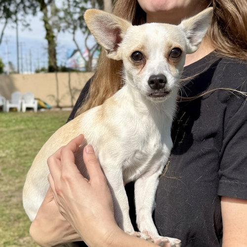 Finn, Chihuahua / Mixed (short coat)