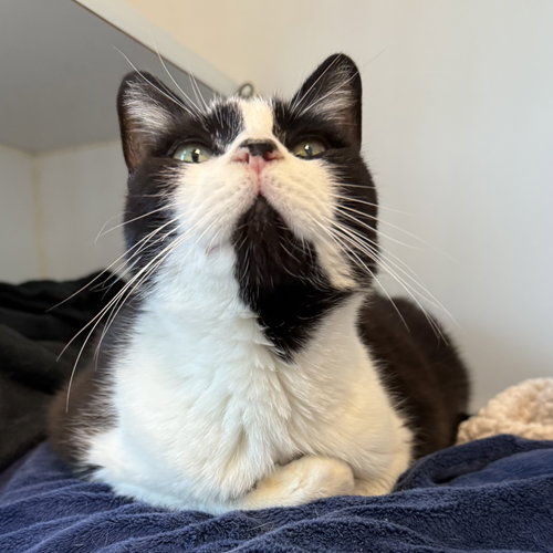 Marcilla, a cat for adoption from Oakland Animal Services