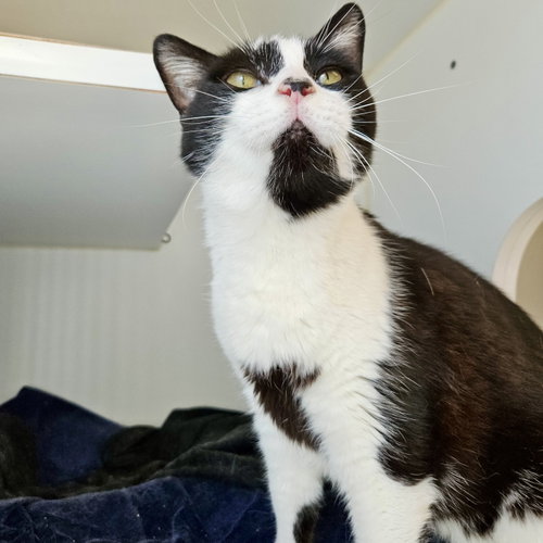 Marcilla, Domestic Short Hair / Mixed