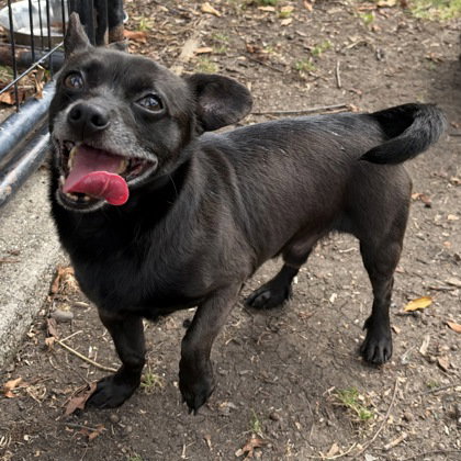 Kylo, a dog for adoption from Oakland Animal Services