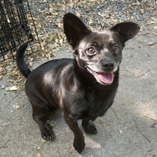 Kylo, Chihuahua / Mixed (short coat)