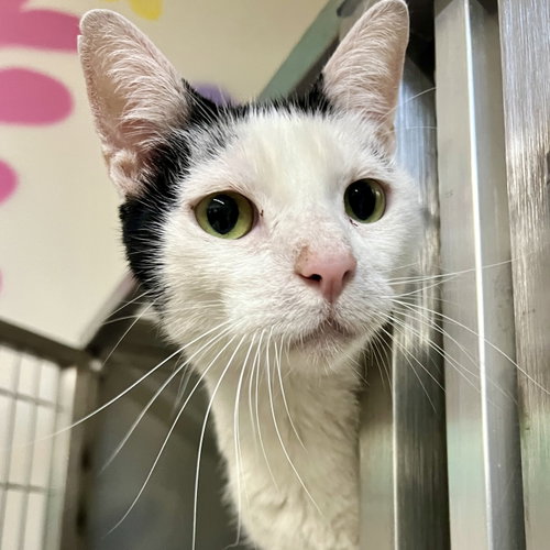 Reno, Domestic Short Hair / Mixed