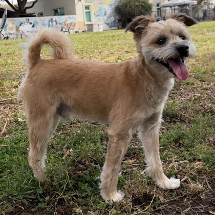 Scamper, a dog for adoption from Oakland Animal Services