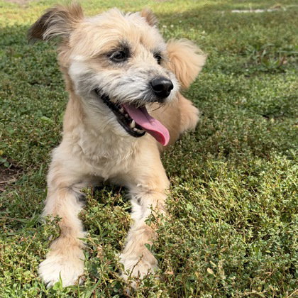 Photo 2 of Scamper