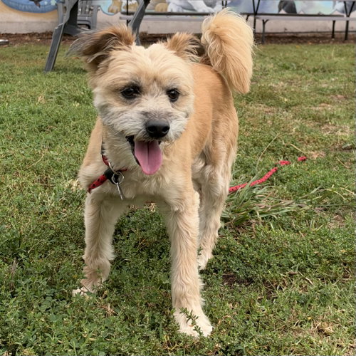 Scamper, Unknown breed (medium coat)
