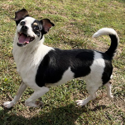 Maeve, a dog for adoption from Oakland Animal Services