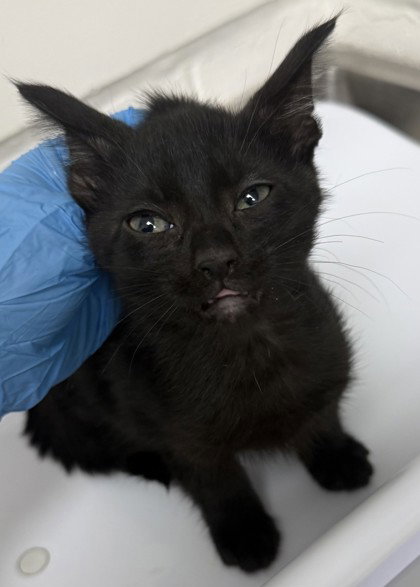 Crow (bonded w/ Lark), a cat for adoption from Oakland Animal Services