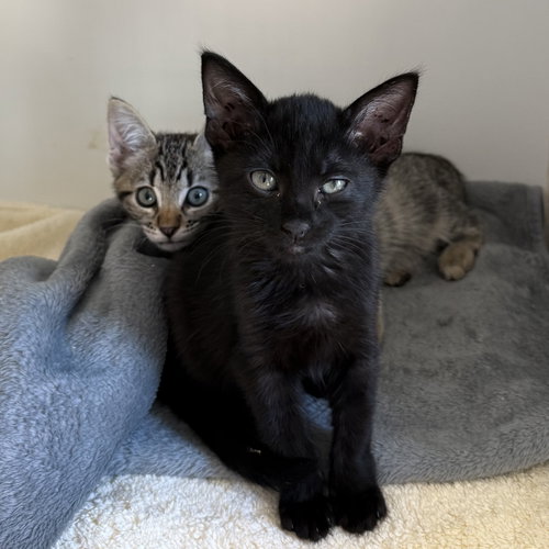 Crow (bonded w/ Lark), Domestic Short Hair / Mixed