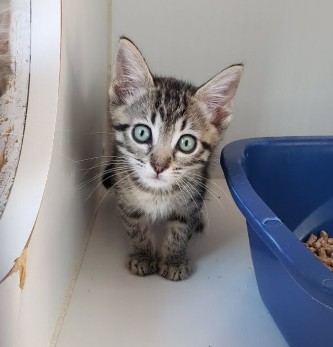 Fawn (bonded w/ Fox)