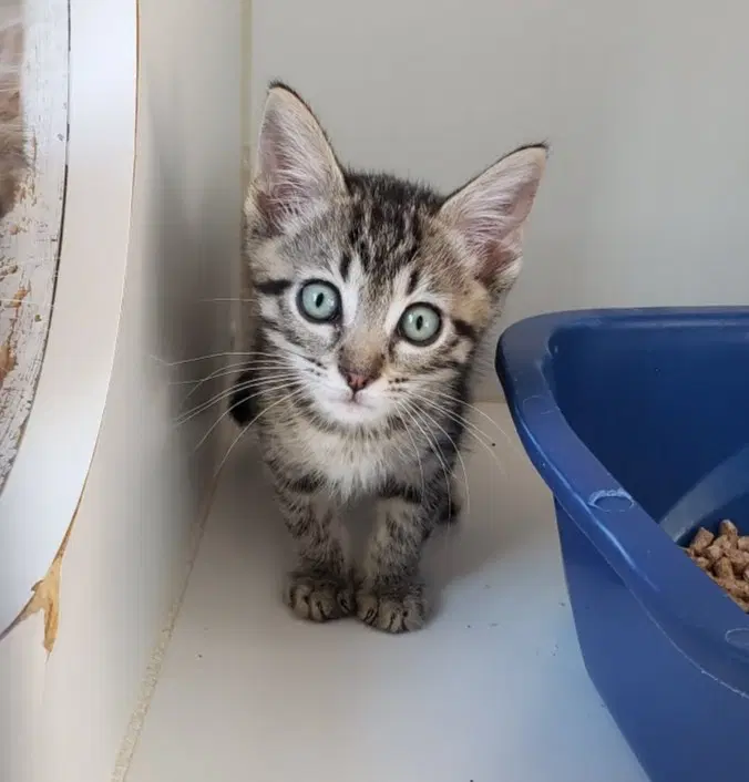 Fawn Bonded W Fox - Domestic Short Hair