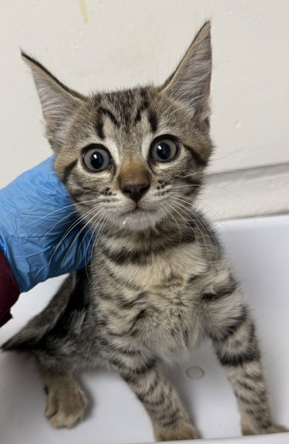 Lark (bonded w/ Crow), a cat for adoption from Oakland Animal Services