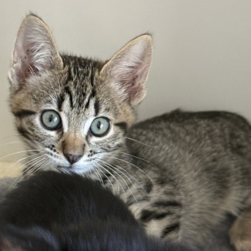 Lark (bonded w/ Crow), Domestic Short Hair / Mixed