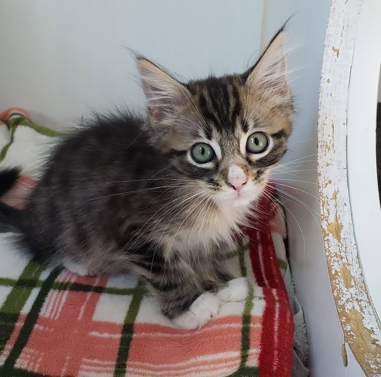 Fox (bonded w/ Fawn)
