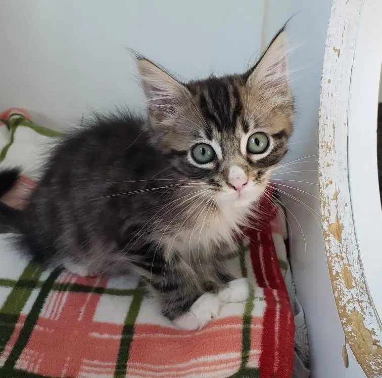 Fox Bonded W Fawn - Domestic Medium Hair