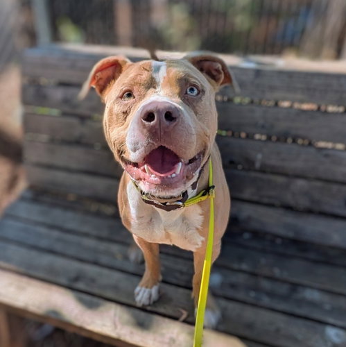 Barley, a dog for adoption from Oakland Animal Services