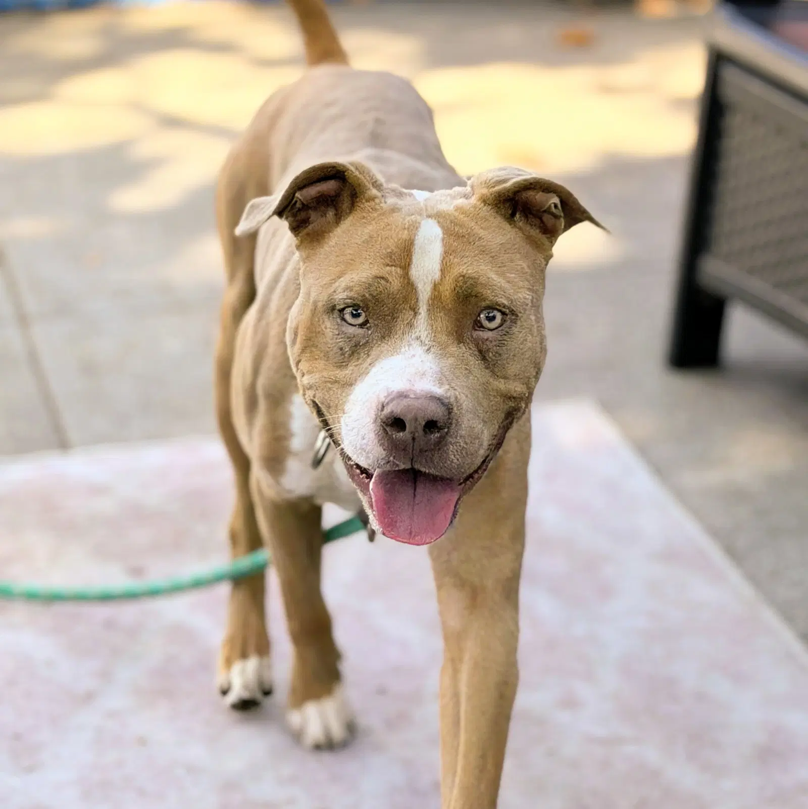 Barley - American Pit Bull Terrier