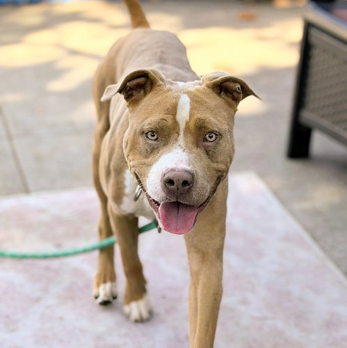 Barley, American Pit Bull Terrier / Mixed