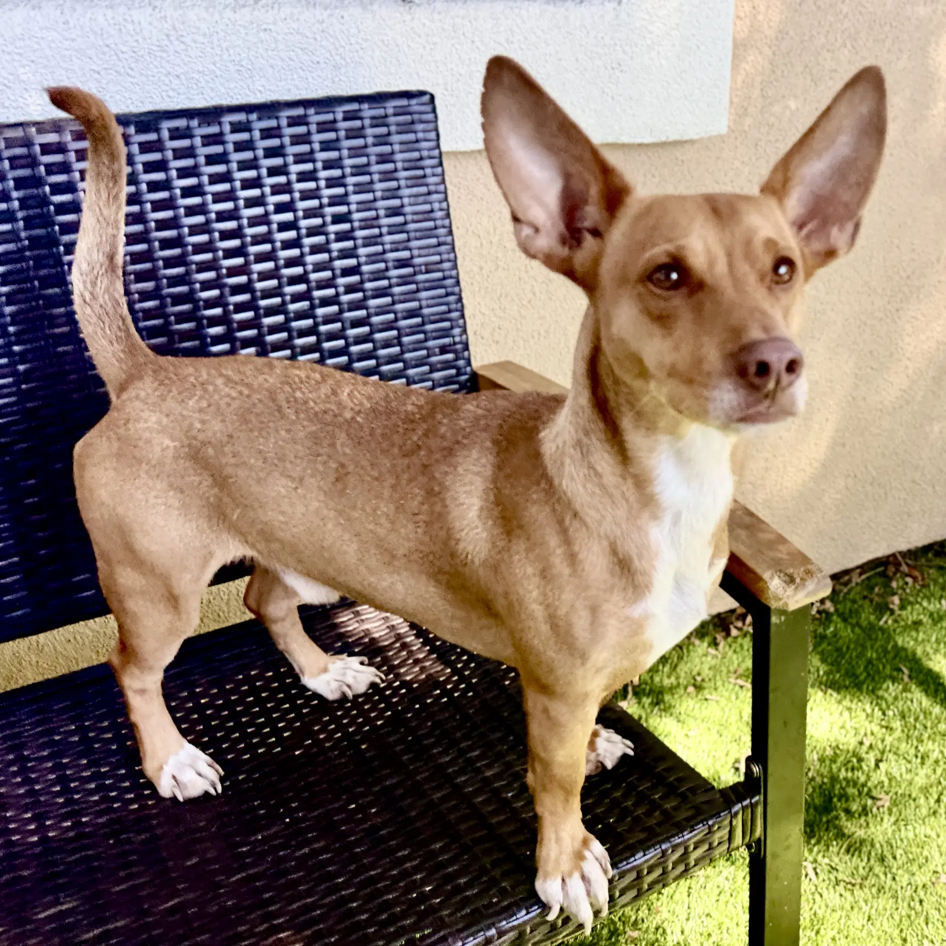 Jude - Dachshund