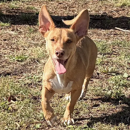 Jude image 2