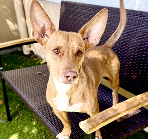 Jude, Dachshund / Chihuahua / Mixed (short coat)