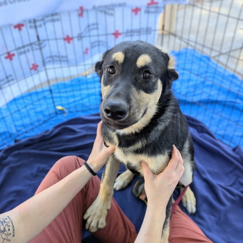 Willa, Unknown breed