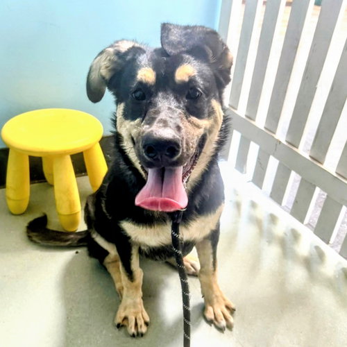 Willa, a dog for adoption from Oakland Animal Services