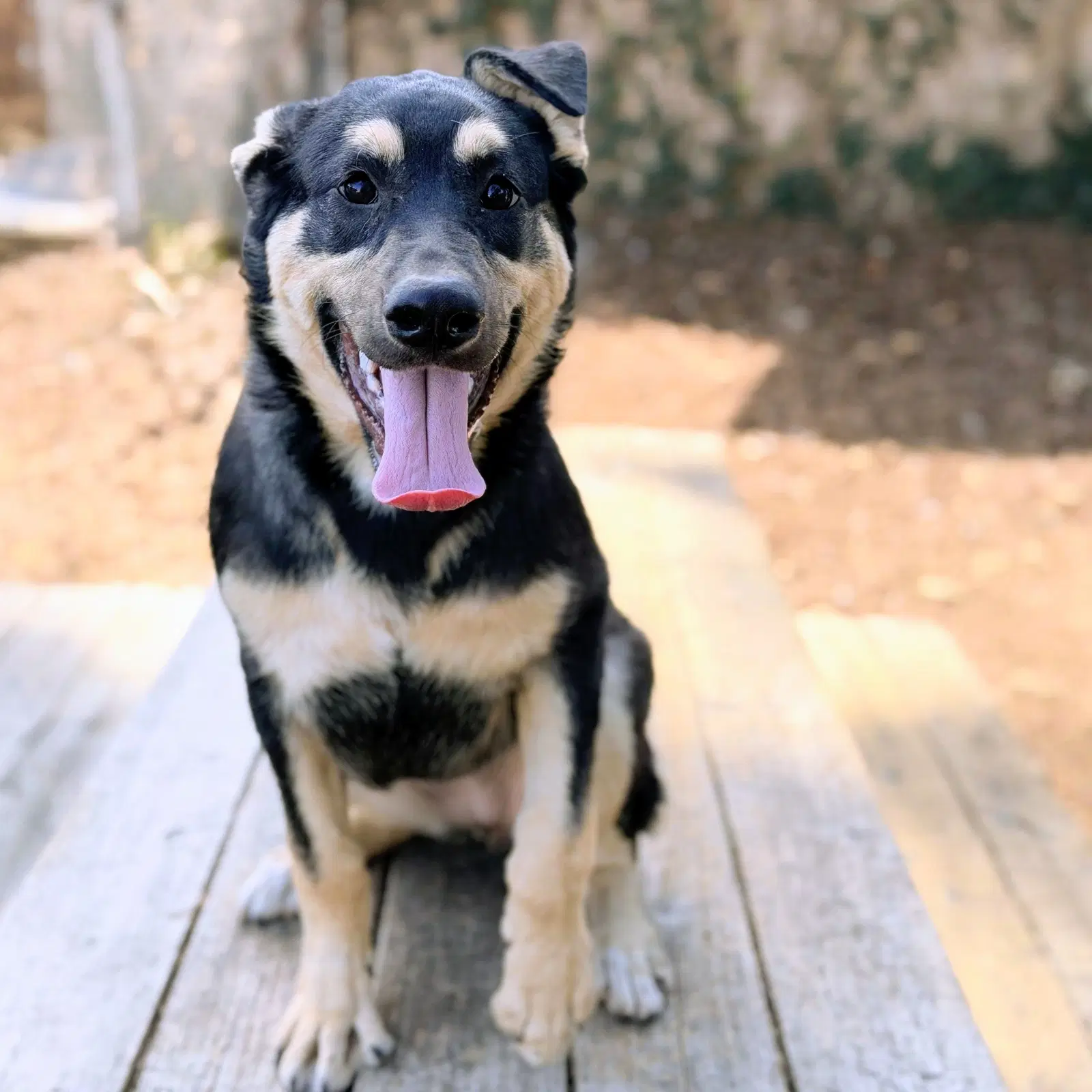 Willa - German Shepherd Dog
