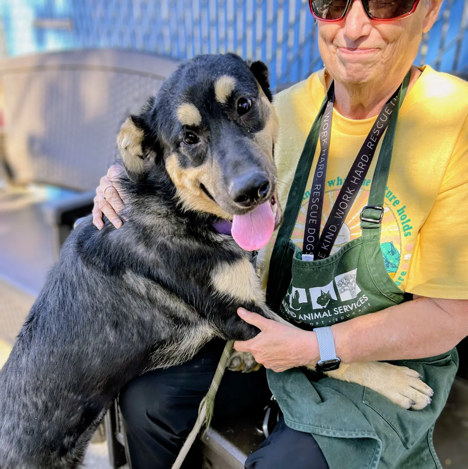Willa - German Shepherd Dog