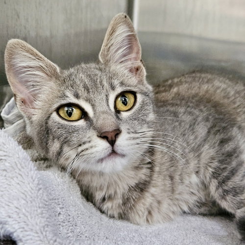 Traviesa, a cat for adoption from Oakland Animal Services