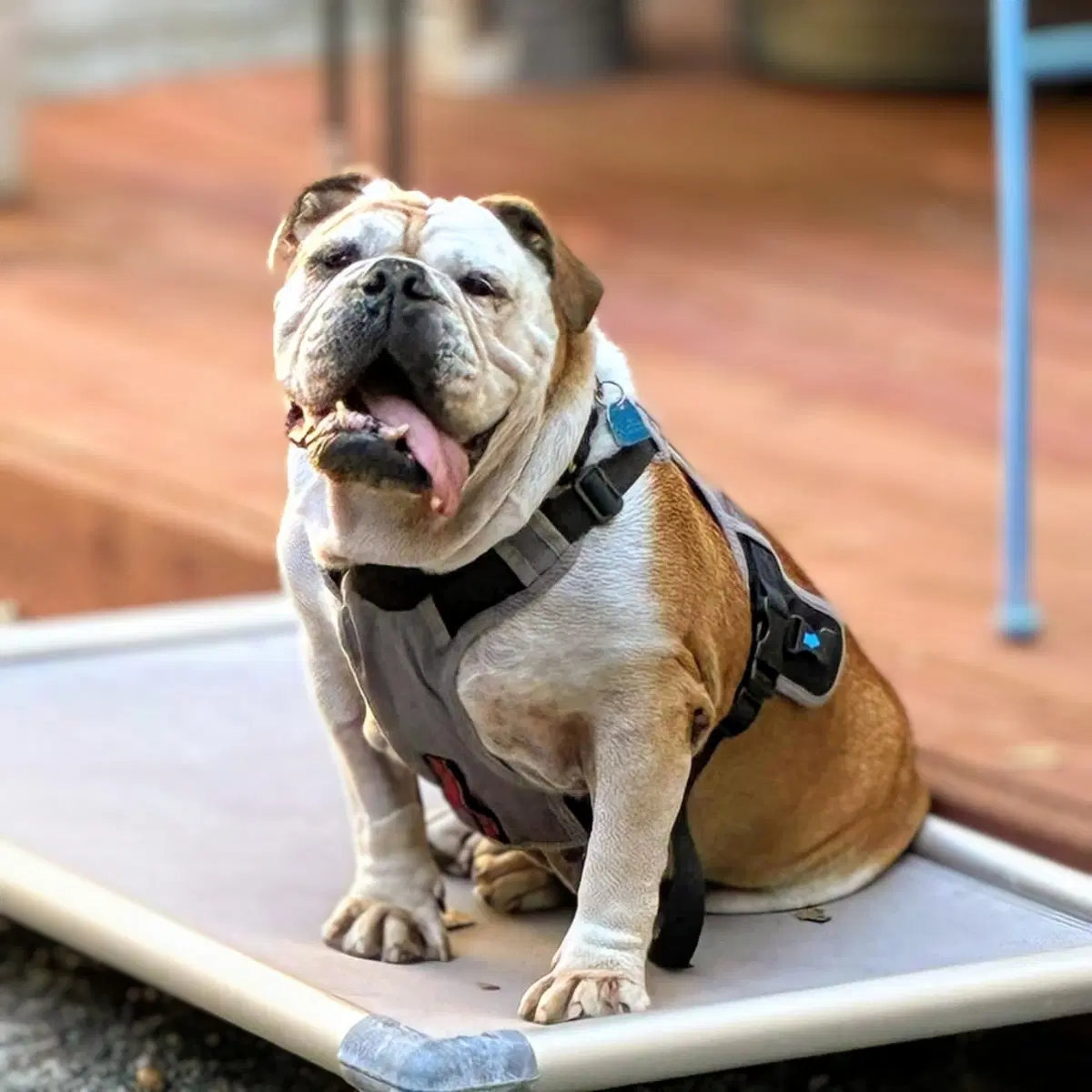 Tina - English Bulldog