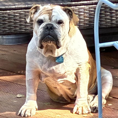 Tina, English Bulldog / Mixed