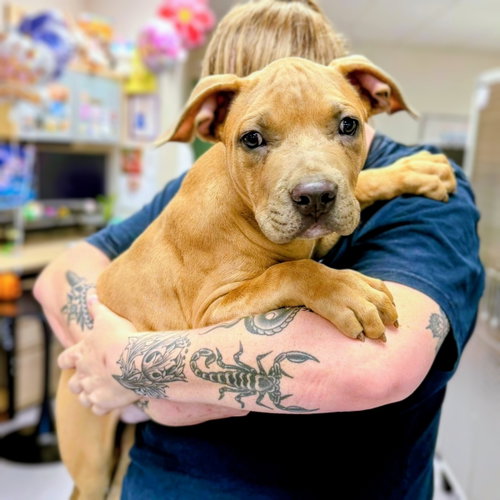 Simpson, a dog for adoption from Oakland Animal Services