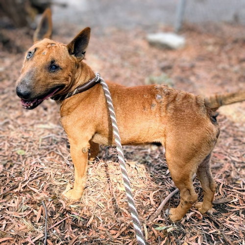 Sir, a dog for adoption from Oakland Animal Services