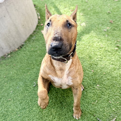 Sir, Bull Terrier / Mixed