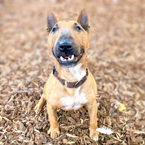Sir, Bull Terrier / Mixed