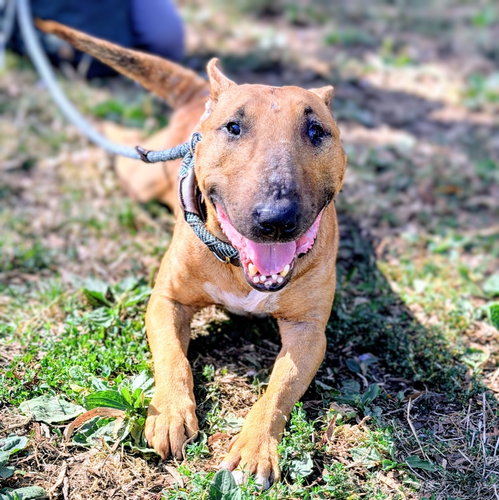 Sir, Bull Terrier / Mixed