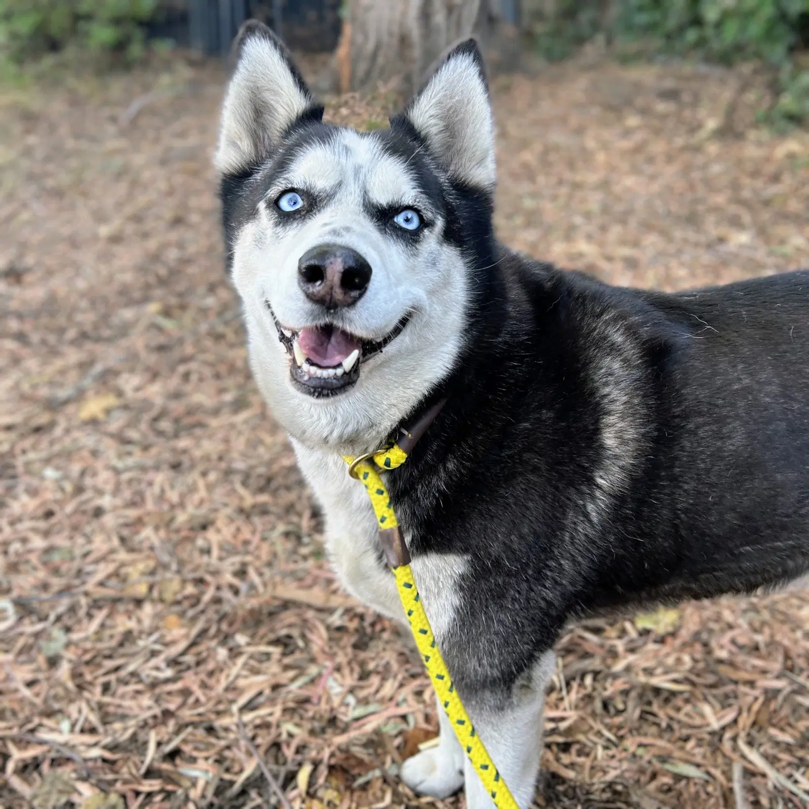 Tula - Husky