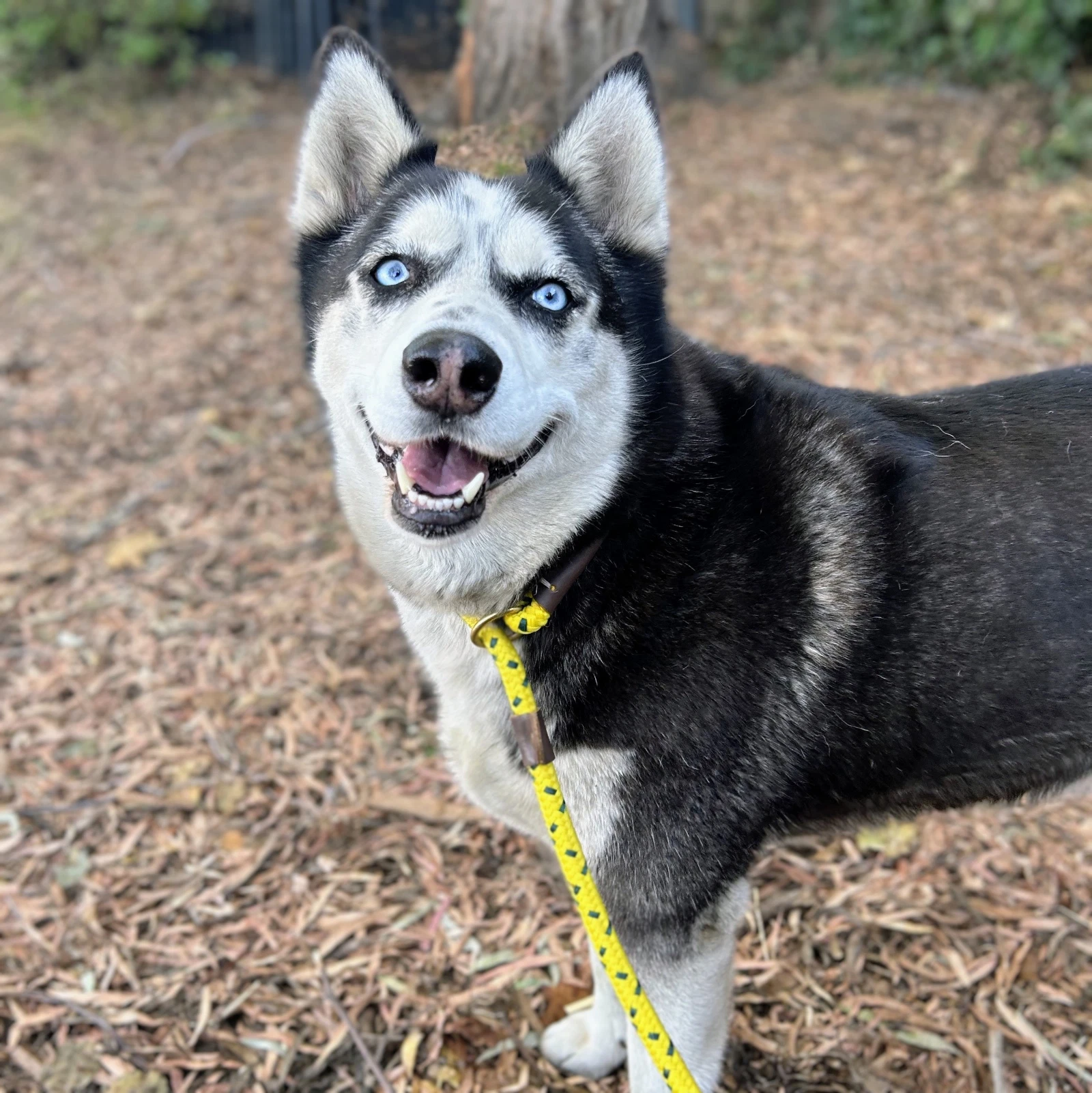 Tula