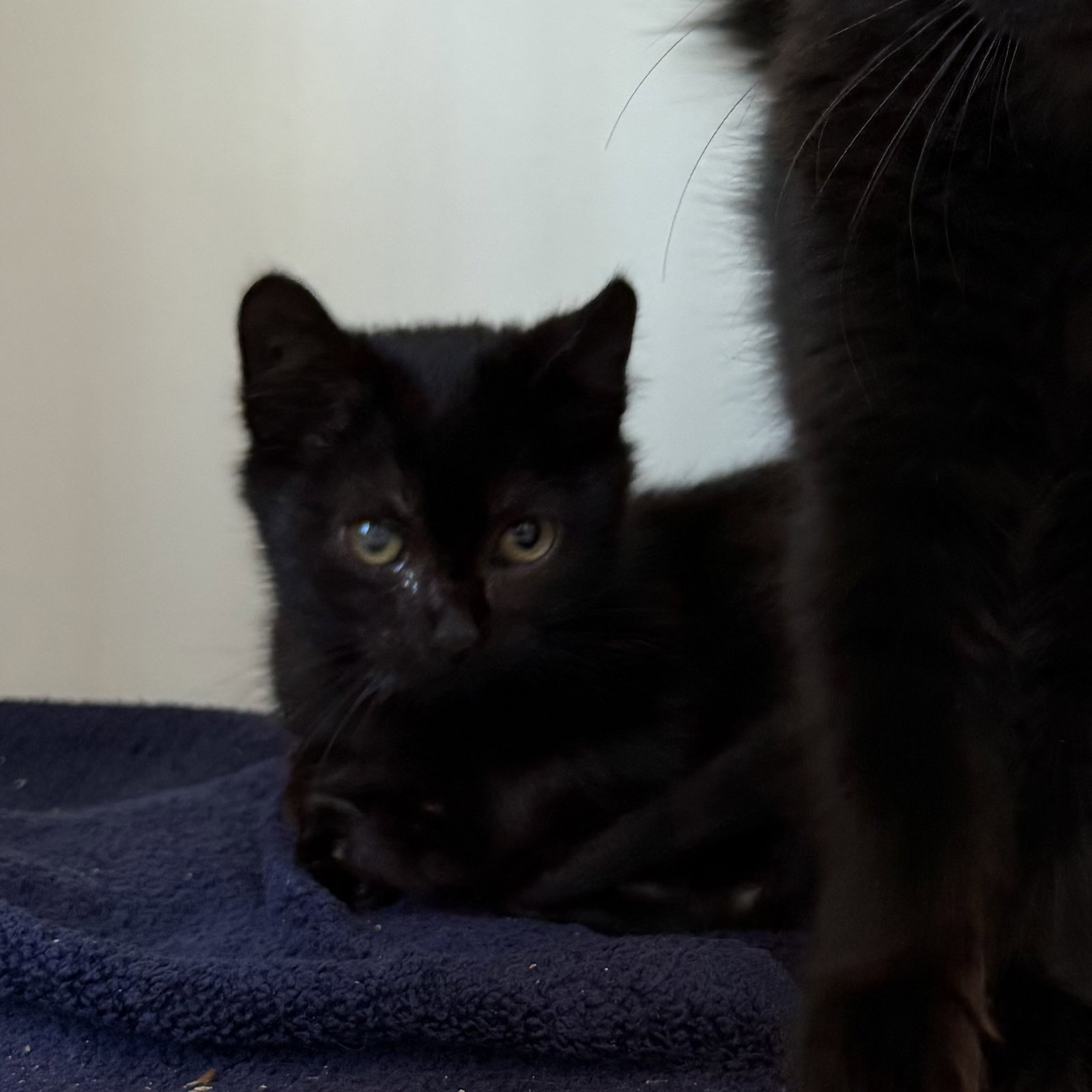 Lenny (bonded w/ Linus), photo 3