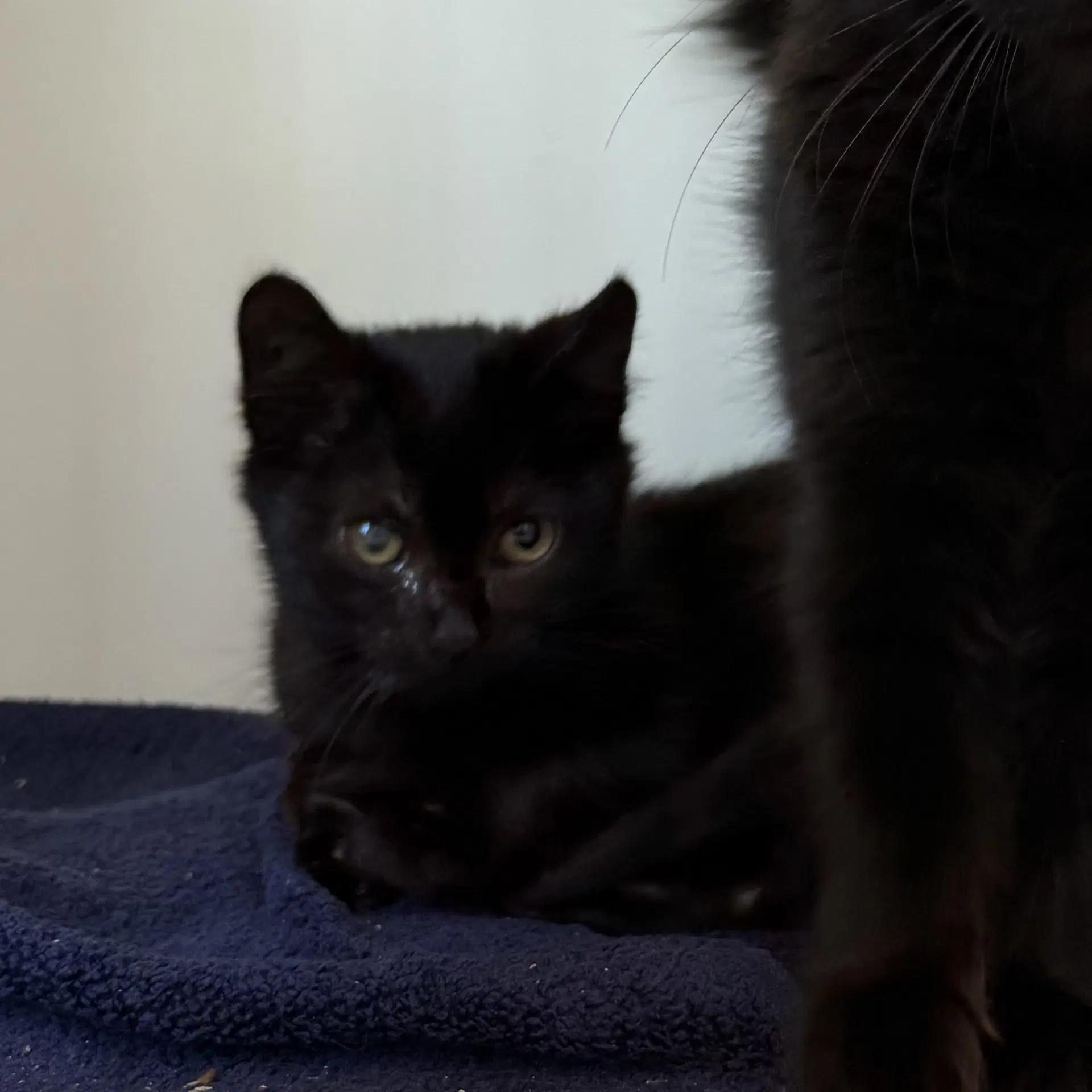 Lenny Bonded W Linus - Domestic Short Hair