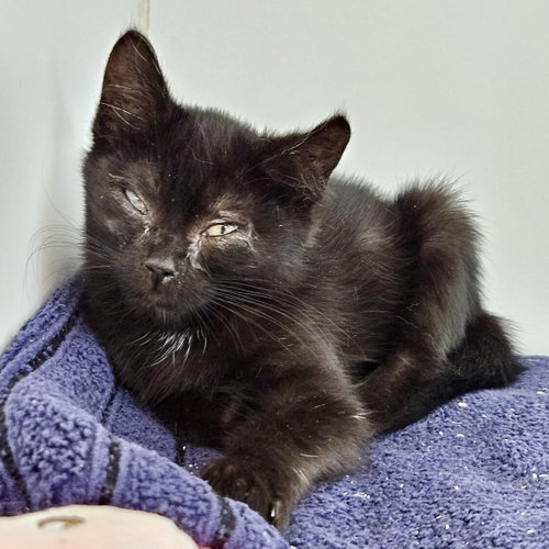 Lenny (bonded w/ Linus), Domestic Short Hair / Mixed