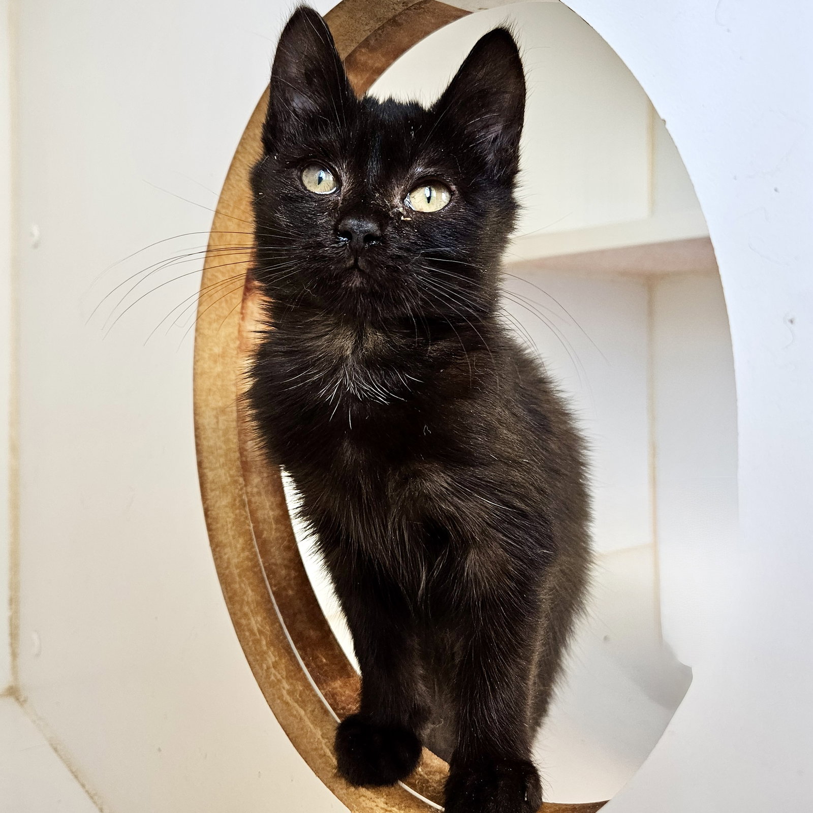 Lenny (bonded w/ Linus)