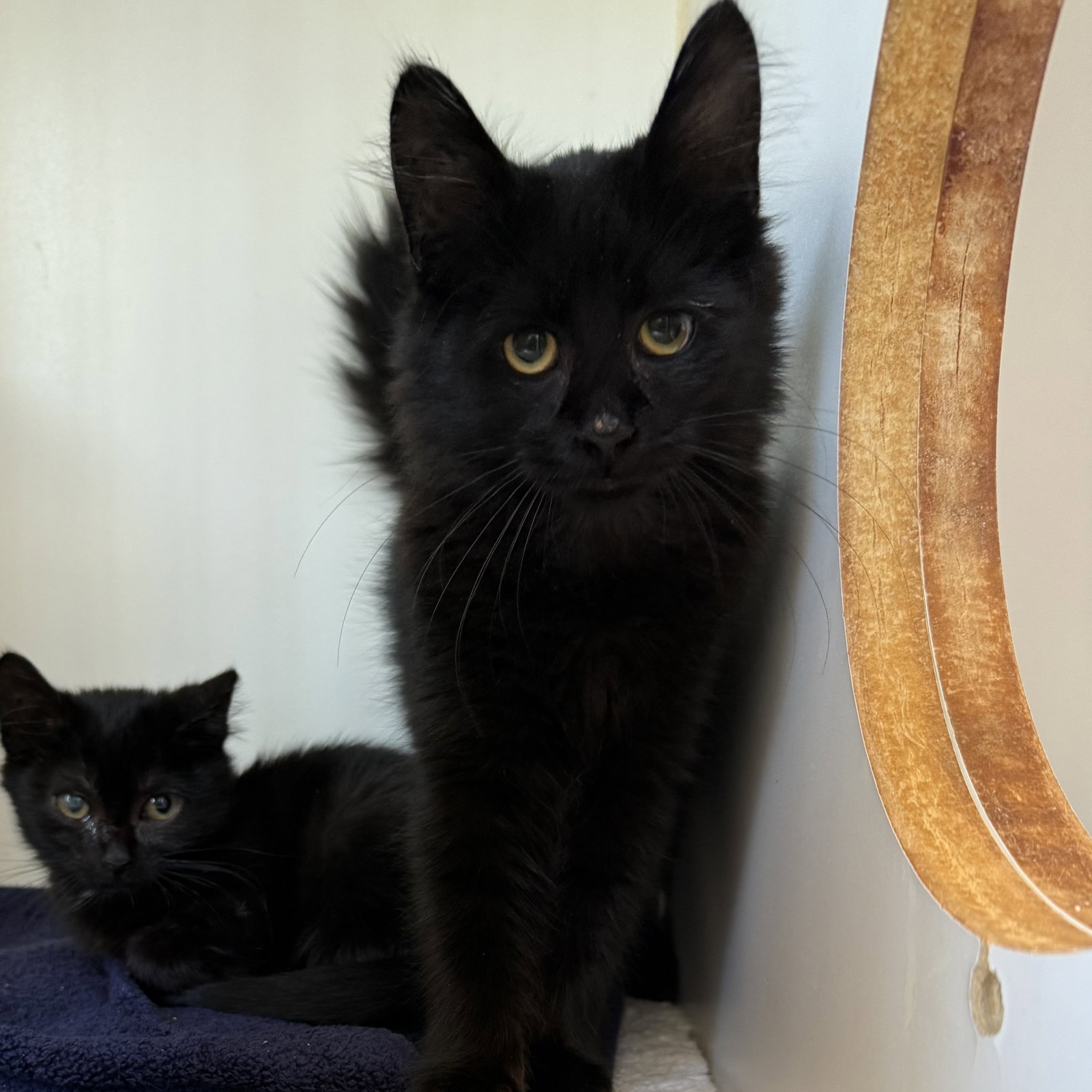 Linus (bonded w/ Lenny), photo 3