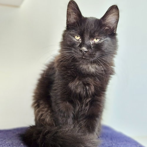 Linus (bonded w/ Lenny), Domestic Short Hair / Mixed