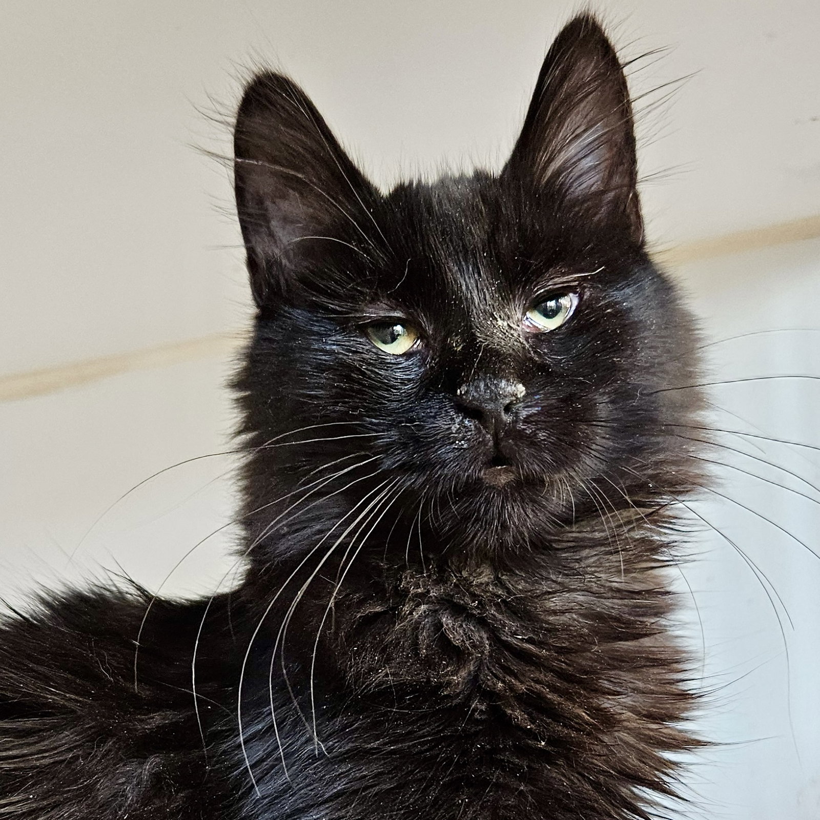 Linus (bonded w/ Lenny)