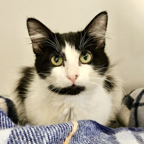 Sol, Domestic Medium Hair / Mixed